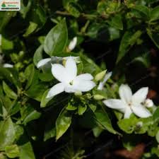 Image result for Jasminum multiflorum