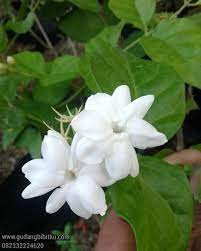Bunga melati pinjam bisa sampai 10 juta Jual Bibit Bunga Melati Wangi 082332224620 Gudang Bibitku
