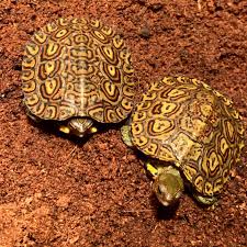 We did not find results for: For Sale Cb Central American Wood Turtles Faunaclassifieds