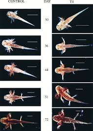 Axolotl Growth Chart Axolotl Axolotl Care Axolotl Tank