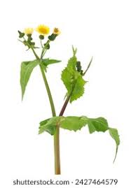 Image result for Sonchus wilmsii