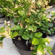 Image result for Jasminum stenolobum