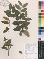 Image result for Xylopia odoratissima