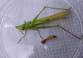 Image result for Achyropsis