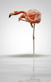 Flamingo Explore The World With Travel Nerd Nici One Country At A Time Http Travelnerdnici Com Flamingo Pictures Flamingo Animals Beautiful