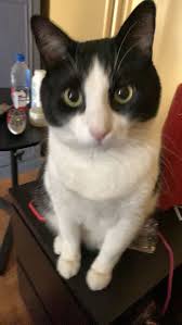 Iki Renkli Kedi Googlelens Ile Tanimlandi 2020 Kedi Ikiz Simsek