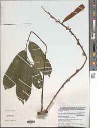 Image result for Microcharis remotiflora