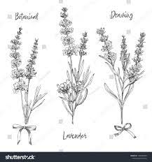 Set Hand Drawn Sketch Lavender Flower Stock Vector Royalty Free 1439043848 How To Draw Hands Lavender Flower Drawing