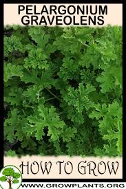 Image result for Pelargonium graveolens