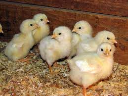 We did not find results for: File Cornish Rock Broiler Chicks Jpg Wikimedia Commons