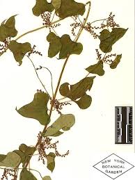 Image result for Polystachya pamelae