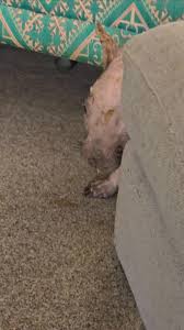 Wombat Awareness Organisation