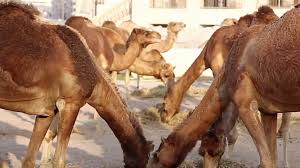 Camels are very adapted to the life in deserts and as such have come to be very useful for people living in deserts. Aboriginal Leaders In Australia Approve Large Camel Herd Cull 11alive Com