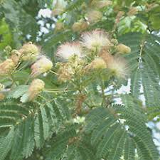 Albizia julibrissin (persian silk tree, pink silk tree) is a species of tree in the family fabaceae, native to dense stands of mimosa severely reduce the sunlight and nutrients available for other plants. Albizia Julibrissin New Zealand Plant Conservation Network