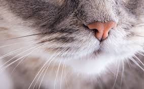 Vous avez remarqué que votre chat a souvent la gueule ouverte ? Mon Chat A Mauvaise Haleine Que Faire Bulle Bleue