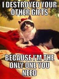Check spelling or type a new query. Happy Friday Everyone Here S A Christmas Cat Meme Santaslittlehelpers
