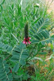 Image result for Indigofera daleoides