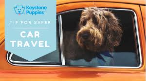 If you want to bring aboard. Safer Car Travel With Your Puppy Keystone Puppies