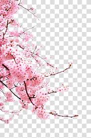 Cherry Blossom Flower Japanese Cherry Blossoms Pink Cherry Blossoms Transparent Ba Cherry Blossom Drawing Cherry Blossom Watercolor Cherry Blossom Background