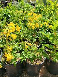 Image result for Tecoma stans