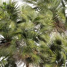 Image result for Acoelorrhaphe