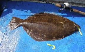 how to catch flounder with gulp part 1 fish flounder fishing fishing tips