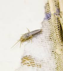 How To Get Rid Of A Silverfish Infestation Silverfish Get Rid Of Silverfish Infestations
