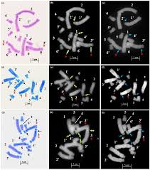 Image result for Dipcadi platyphyllum