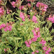 Image result for Silene abyssinica