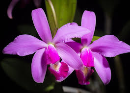 The 29 Most Fascinating Plants In The Amazon Rainforest Tourthetropics Com