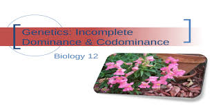 By genes at the i (isoagglutinogen) locus. Genetics Incomplete Dominance Codominance Biology 12