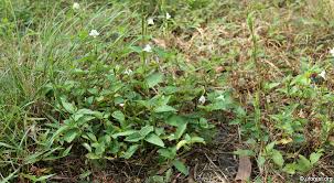 Image result for Asystasia sp. (Biegel 5184)