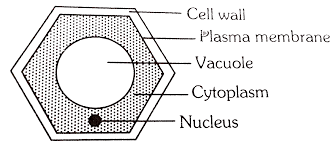 Choose from 119 different sets of flashcards about term:shriveled = animal cell in hypertonic solution on quizlet. Animal Cell Immersed In Hypertonic Solution