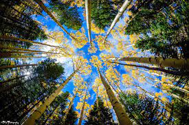 It's a quick and easy way liven up if you don't have a camera with a tilting or articulating screen, you'll need to lie down for this photography tip. Worm Eye View By Phuoc Le 500px Birds Eye View Photography Worms Eye View Nature Photography
