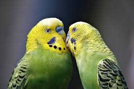 Sweet Yellow Green Love Bird Wallpaper 1920p Yellow Green Love Birds 1920x1281 Wallpaper Teahub Io 2668x1772 love birds hd images 3 #lovebirdshdimages #lovebirds #birds #wallpapers #hdwallpapers. sweet yellow green love bird wallpaper
