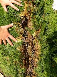 Im inneren der pflanzen bilden sich langsam aber unaufhaltsam stellen mit zuerst gelben, später braunen ästen und nadeln. Smaragd Thuja Wird An Den Nadelspitzen Braun Pflanzenkrankheiten Schadlinge Green24 Pflanzen Garten Forum