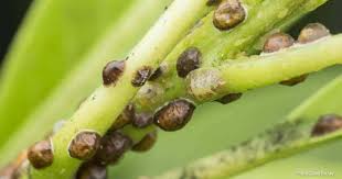 Neohesperidin, a derivative of hesperetin, is a flavanone. Got Soft Scale Bugs How To Get Rid Of Soft Scale On Plants