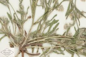 Image result for Catunaregam stenocarpa