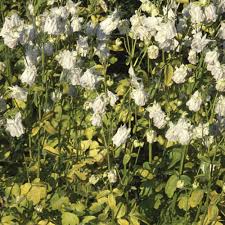 Image result for Aquilegia vulgaris Tower Mix