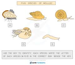 Dichotomous key worksheet answers key. Dichotomous Keys Cie Igcse Biology Revision Notes
