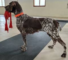 Amigurumi german shorthaired pointer puppy dog crochet handmade figurines bren. German Shorthaired Pointer Rescue Dogs For Adoption Near Ashtabula Ohio Petcurious
