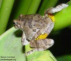 Image result for northern grey tree frog