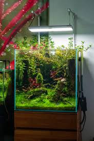 Image result for Syngonanthus wahlbergii