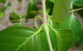 Maybe you would like to learn more about one of these? Cat S Claw 4 Science Backed Benefits Perfect Keto