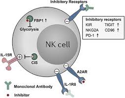 Due to relatively unsophisticated cues for activation, nk cell. Frontiers Nk Cell Dysfunction And Checkpoint Immunotherapy Immunology