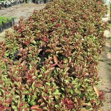 Image result for Kalanchoe sexangularis