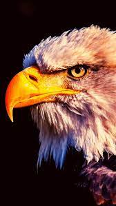Eagle Iphone Wallpaper Best Hd Wallpaper Free Download Eagle Wallpaper Iphone Wallpaper Eagle Pictures
