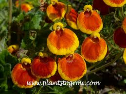 Image result for Calceolaria