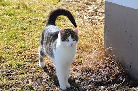 Salah satu hal yang menarik dari kucing adalah tampang dan ulahnya yang lucu. 7 Bahasa Kucing Dari Gerakan Ekornya Pencinta Kucing Wajib Tahu Semua Halaman Bobo