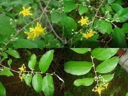 Image result for Grewia praecox